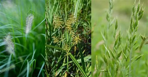 Invasive Grass Types: 7 Common Types And How To Get Rid Of Them