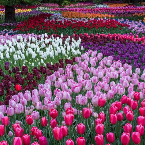 Skagit Valley Tulip Festival - Official Skagit Valley Tourism Website