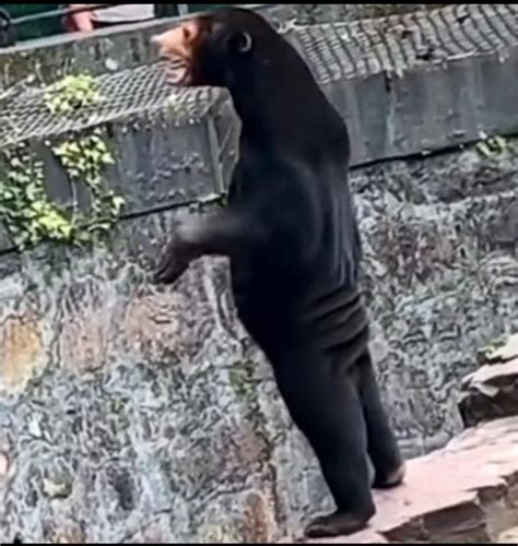 Sun bear looks human in viral video forcing Hangzhou Zoo to refute rumors of man in animal ...