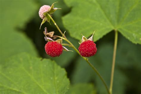 Minnesota Seasons - thimbleberry