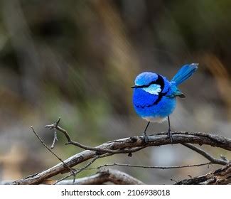 265 Splendid fairywren Images, Stock Photos & Vectors | Shutterstock