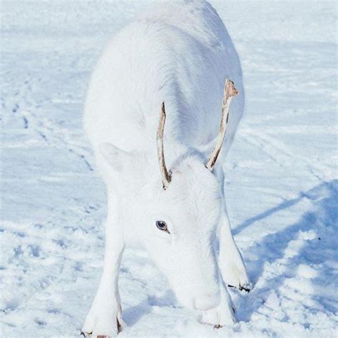 While hiking in Norway, photographer captures extremely rare white baby ...