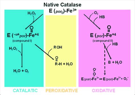 Catalase Hydrogen Peroxide Chemical Equation - Tessshebaylo