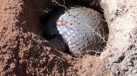 Four minutes of an armadillo digging a hole | The Kid Should See This