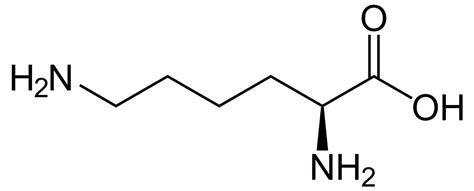 Lysine , L-Lysine - Function, Foods, Benefits, Side Effects