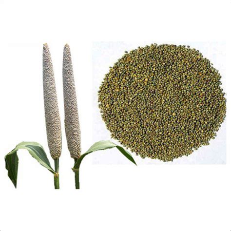 Natural Bajra Seeds Purity: 99% at Best Price in Pune | Sarvadnya ...