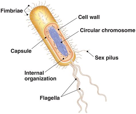 Prokaryotic Cell