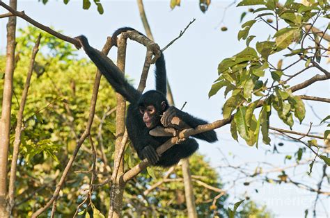 Peruvian Spider Monkey Photograph by William H. Mullins - Pixels