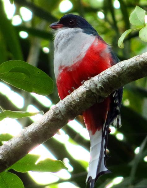 Cuban Trogon. www.locallysourcedcuba.com | Spezies