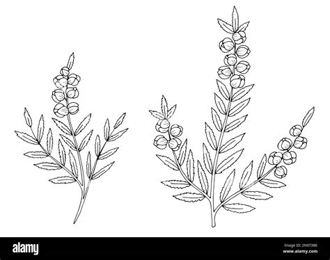 Heather flower set graphic black white isolated sketch illustration vector Stock Vector Image ...