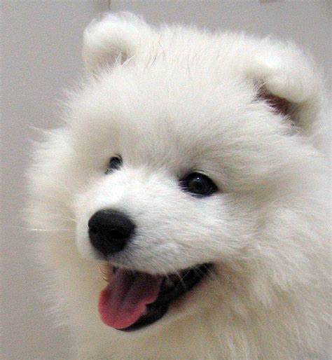 Nice Samoyed dog photo and wallpaper. Beautiful Nice Samoyed dog pictures