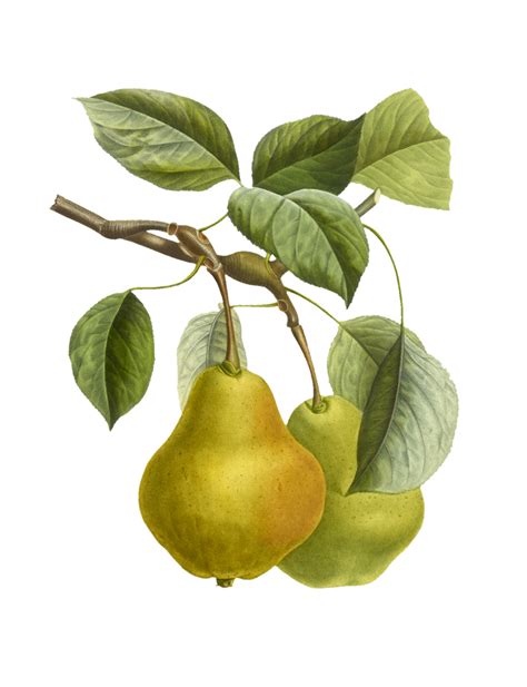 Pear Fruit Vintage Fruit Free Stock Photo - Public Domain Pictures