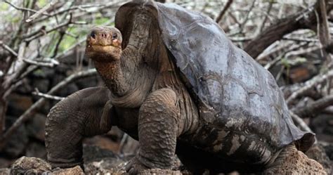 Giant Galápagos tortoise facts, adaptations, habitat & evolution