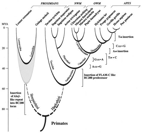 Phylogenetic tree of primates and molecular events concerning the BC200... | Download Scientific ...