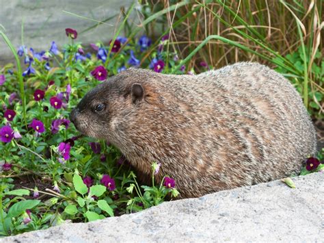 Learn What Groundhogs Eat In The Landscape | Gardening Know How