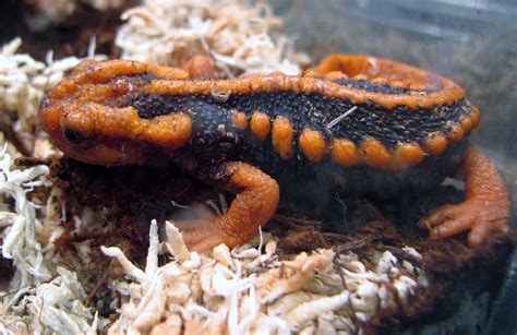 Emperor Newt - Twin Cities Reptiles