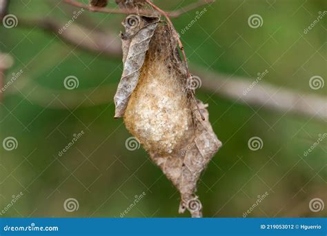 Polyphemus Moth Cocoon Antheraea Polyphemus - Long Key Natural Area ...