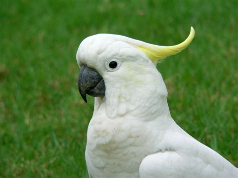 White Cockatoo Fresh Hd Desktop Wallpapers 2013 | Top hd animals wallpapers