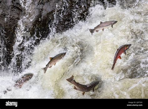 Spawning Coho salmon swimming upstream on the Nehalem River in the Tillamook State Forest ...