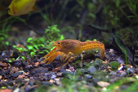 Crayfish In Your Aquarium. Interesting Info On Subject