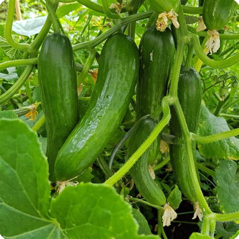 Tendergreen Burpless Cucumber Seeds - Heirloom Untreated NON-GMO From Canada