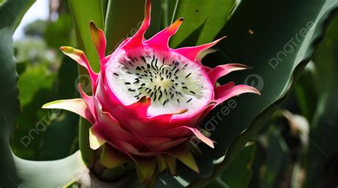 Dragon Fruit Flower Is Blooming With The Seeds Still On The Flower ...