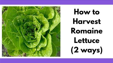 How to Harvest Romaine Lettuce - Together Time Family