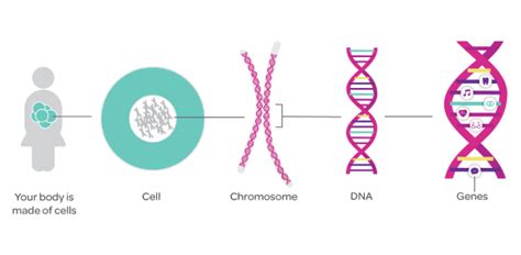 Genes And Chromosomes Quiz - Trivia & Questions