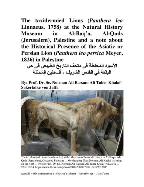 Taxidermied Lions at the Natural History Museum in Al-Baq'a, Jerusalem ...