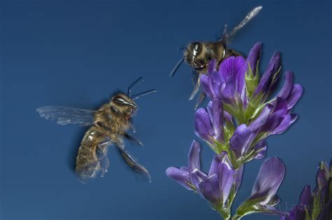 Colony Collapse Disorder of Honey bees (Apis melifera) | Laurent Geslin