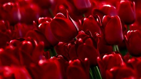 Red Tulips Wallpapers - Wallpaper Cave