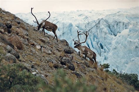 Reindeer 1_Greenland Travel_flickr fin_Web | Good Nature Travel Blog