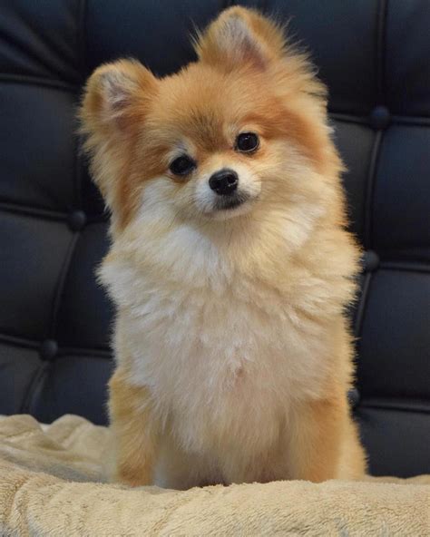 Everything I adore about the Bold Pomeranian Puppies Everything About Pomeranian Puppy # ...