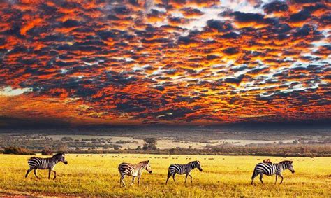 Sectors of Serengeti National Park | Serengeti national park tours