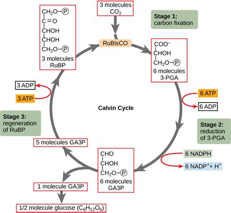 Biology, The Cell, Photosynthesis, Using Light Energy to Make Organic ...