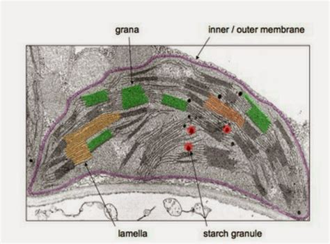 Kenneth Bonte's HL Biology Blog: Draw and label a diagram showing the structure of a chloroplast ...