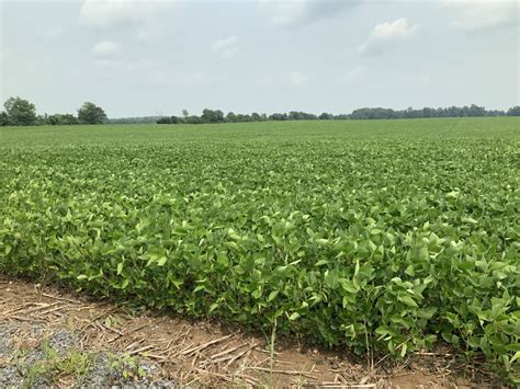 U.S. Soy Production Coming into Focus - U.S. Soybean Export Council