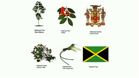 Printable Jamaica National Symbols