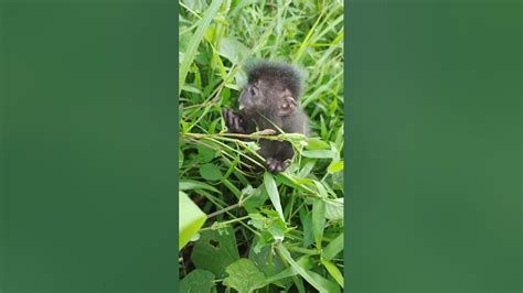 Cute baby Monkey abandoned in the Forest #babymonkey #unboxingbabymonkey #shorts - YouTube