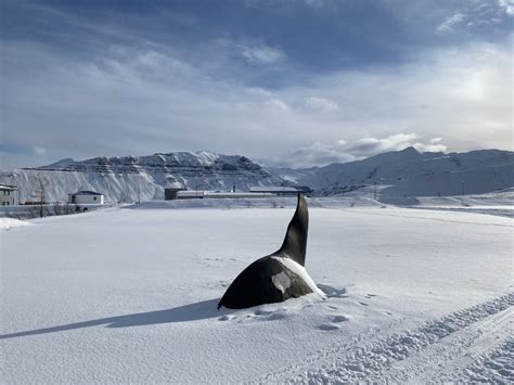 Whale Watching Iceland Winter | Snaefellsnes Winter Whale Watching