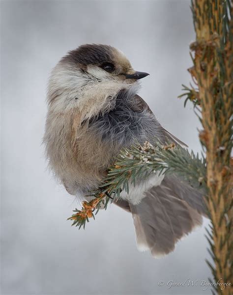 Gray Jay | Birds, Gray jay, Beautiful birds