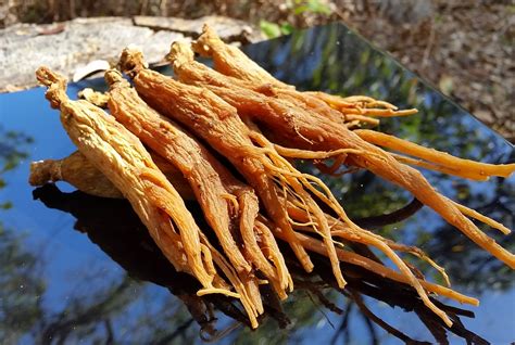 Organic Red Panax Ginseng Root – 6 years old – GinsengStoreandMore