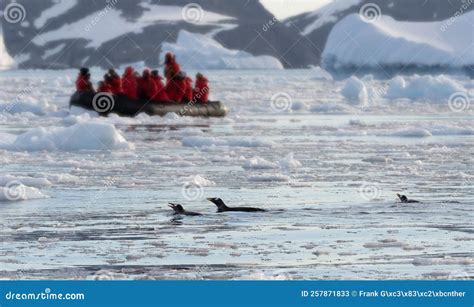 3 Gentoo Penguins Swimming in Cierva Cove with Tourist Zodiac in the Background Stock Image ...