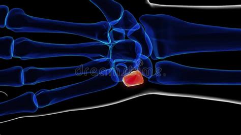 Human Skeleton Triquetral Bone Anatomy 3D Rendering Stock Footage - Video of phalanges, clavicle ...