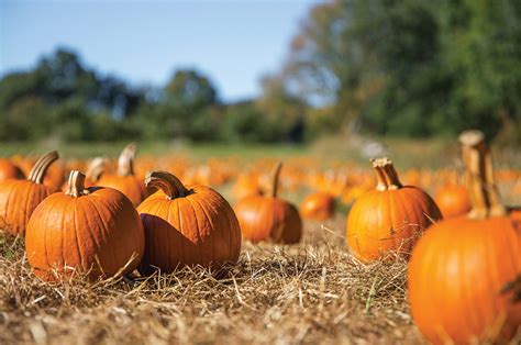 Fall Festival & Pumpkin Patch At Southernhill Farms! - Orlando Style Magazine - The Luxury Lifestyle