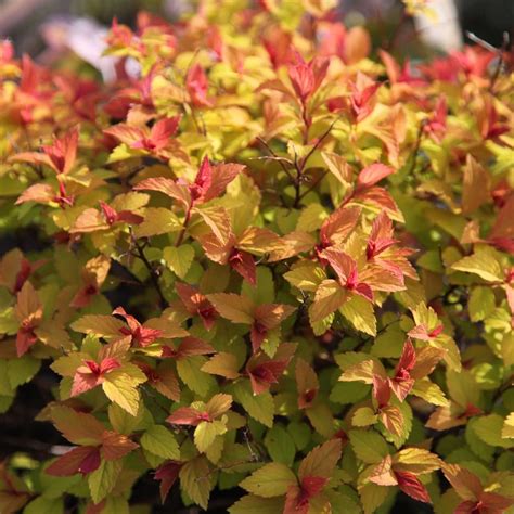 Buy Japanese spirea Goldflame Spiraea japonica 'Goldflame'