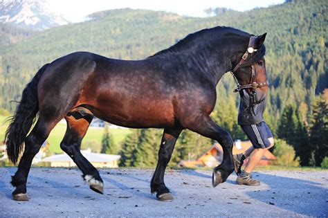 Equine Masterpiece: Breed Profile: The Noriker