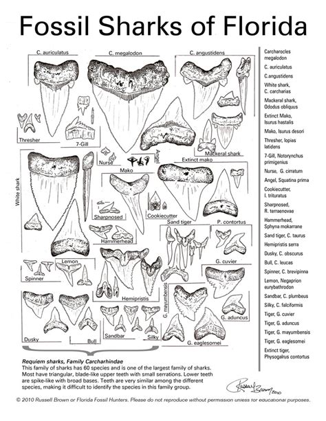 Shark Tooth Identification Chart