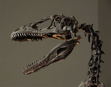 Fossils: Velociraptor Fossils