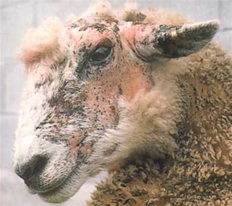 Sheep Diseases: Causes And Treatment